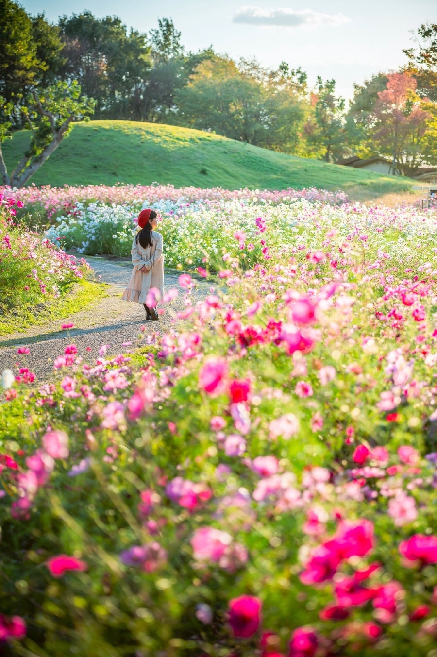 6000本のコキア！ 香川県まんのう公園で「秋！色どりフェスタ2024」開催(9/14-10/27)