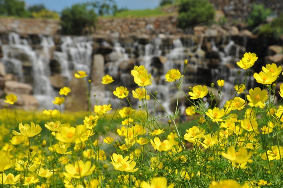 6000本のコキア！ 香川県まんのう公園で「秋！色どりフェスタ2024」開催(9/14-10/27)