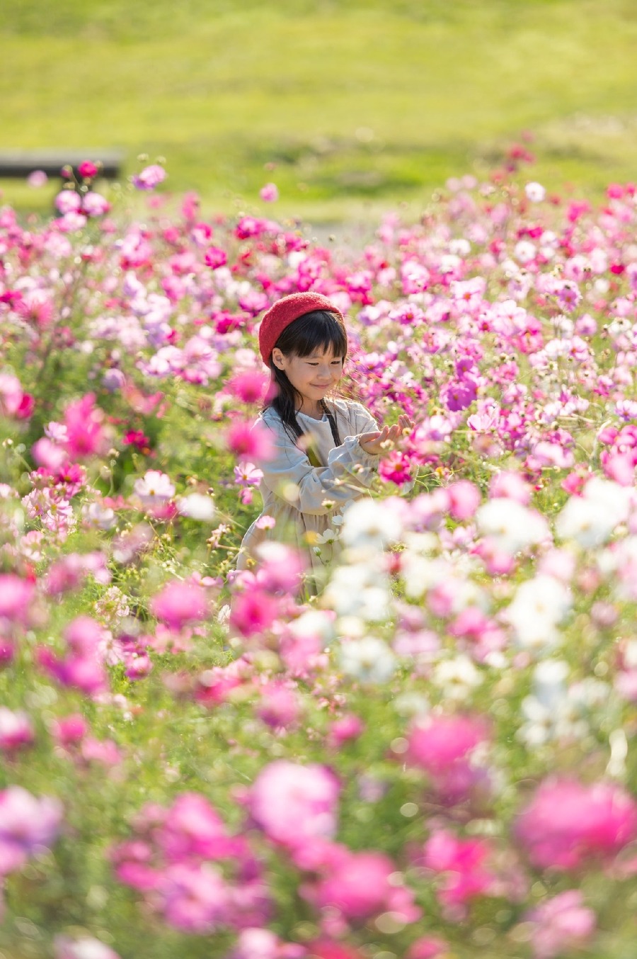 6000本のコキア！ 香川県まんのう公園で「秋！色どりフェスタ2024」開催(9/14-10/27)
