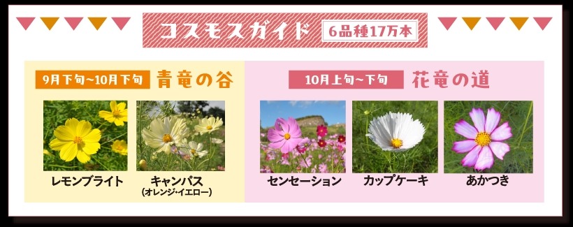 6000本のコキア！ 香川県まんのう公園で「秋！色どりフェスタ2024」開催(9/14-10/27)