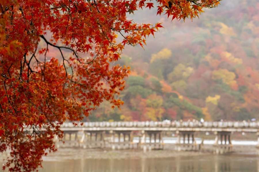 秋の嵐山を満喫！紅葉観覧屋形船と和のアフタヌーンティー(11/21-12/7)