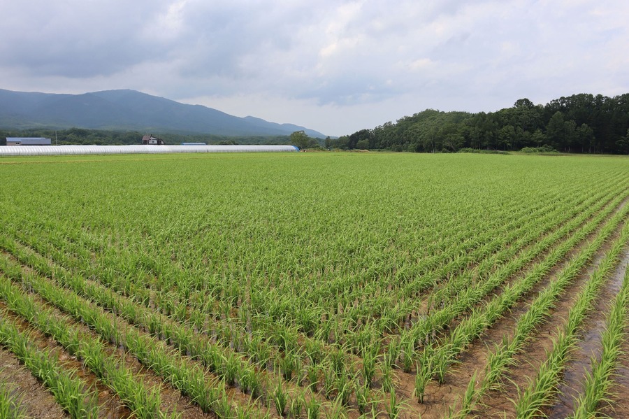 50種類以上のブッフェメニュー提供【東京ドームホテル】北海道フェア2024開催決定(第一弾10/1-11/24)