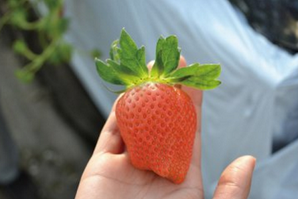 年始に狙いたい！売り切れ必至の超お得ふるさと納税品はコレ