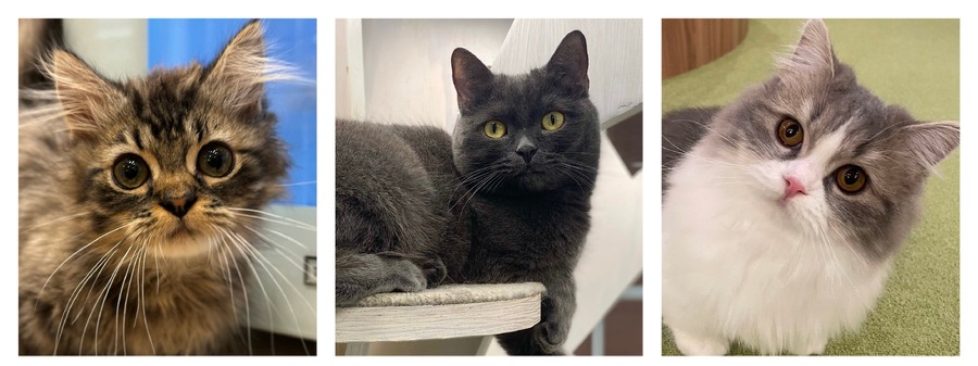 全国の人気猫が集結！「MOCHAにゃんず全国総選挙2024」開催