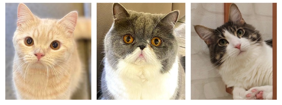 全国の人気猫が集結！「MOCHAにゃんず全国総選挙2024」開催