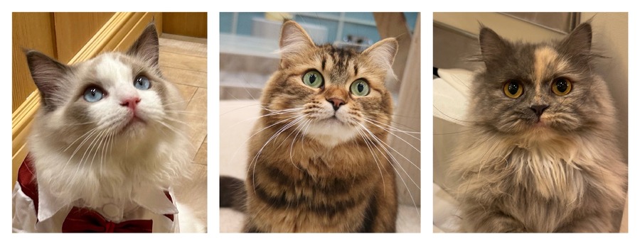 全国の人気猫が集結！「MOCHAにゃんず全国総選挙2024」開催