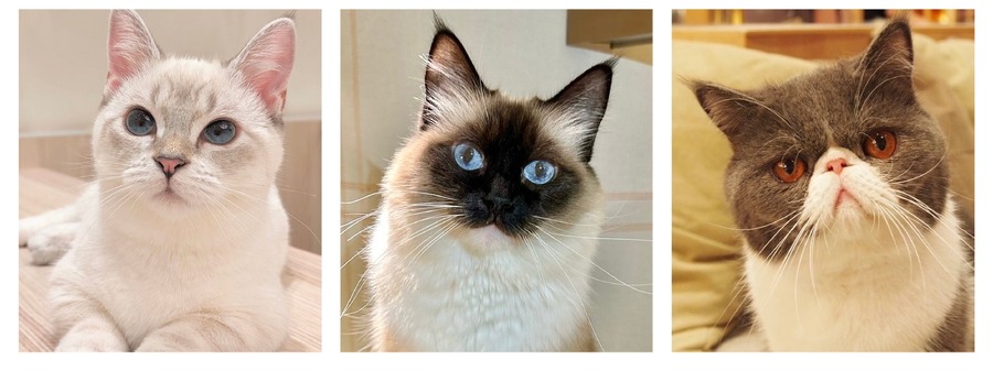 全国の人気猫が集結！「MOCHAにゃんず全国総選挙2024」開催