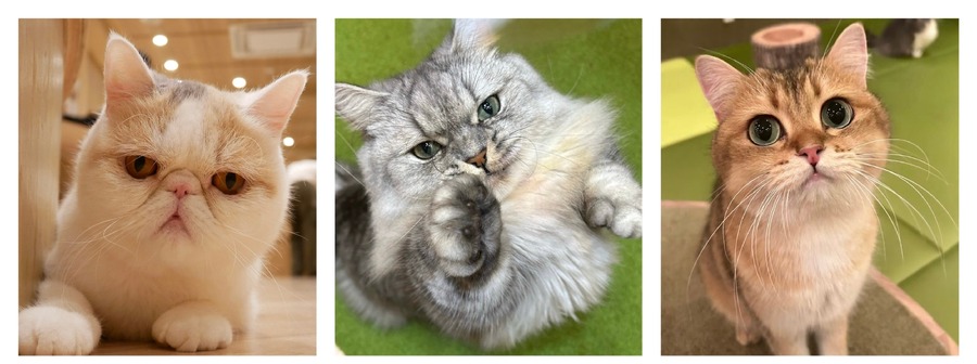 全国の人気猫が集結！「MOCHAにゃんず全国総選挙2024」開催