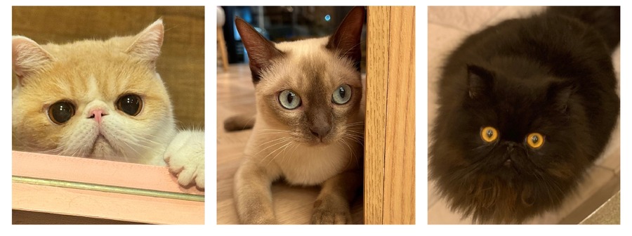 全国の人気猫が集結！「MOCHAにゃんず全国総選挙2024」開催