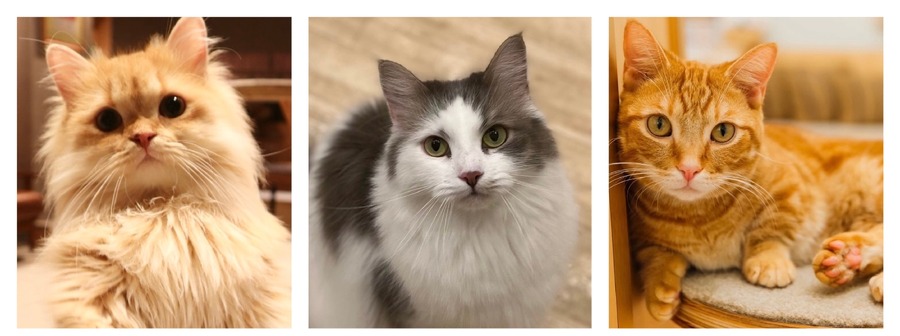 全国の人気猫が集結！「MOCHAにゃんず全国総選挙2024」開催