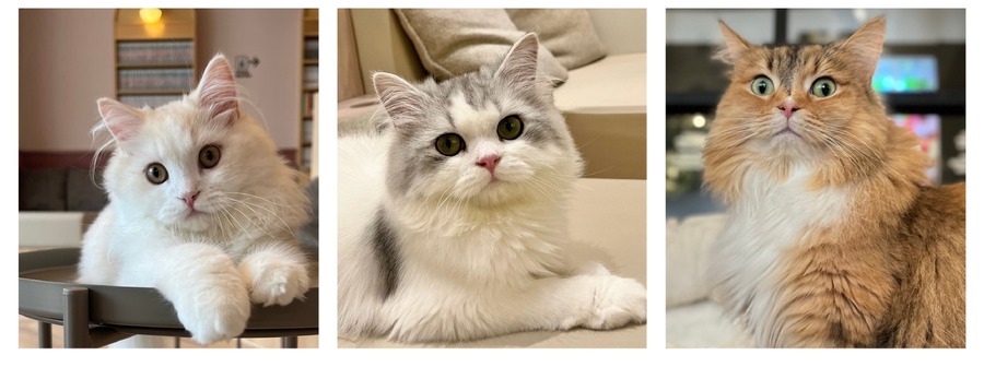 全国の人気猫が集結！「MOCHAにゃんず全国総選挙2024」開催