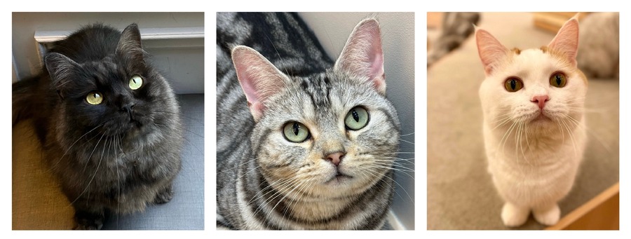 全国の人気猫が集結！「MOCHAにゃんず全国総選挙2024」開催