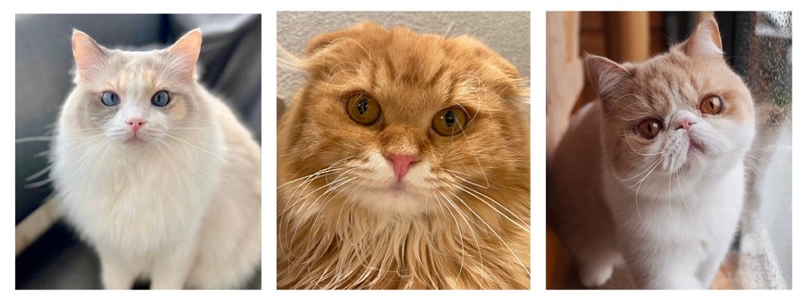 全国の人気猫が集結！「MOCHAにゃんず全国総選挙2024」開催