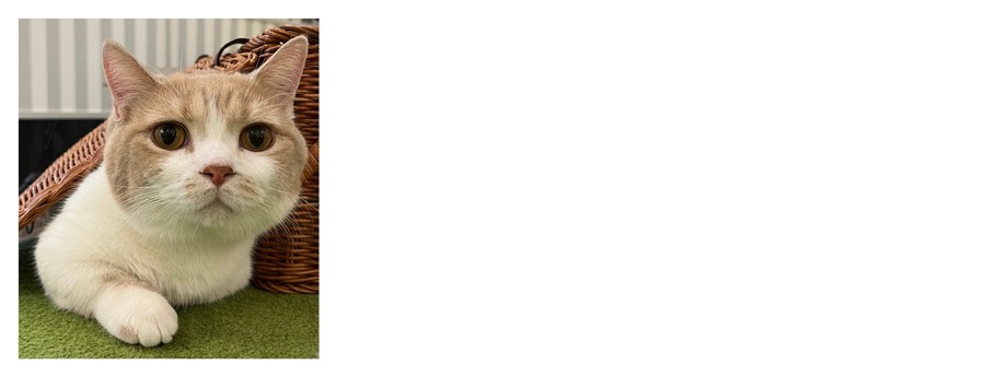 全国の人気猫が集結！「MOCHAにゃんず全国総選挙2024」開催