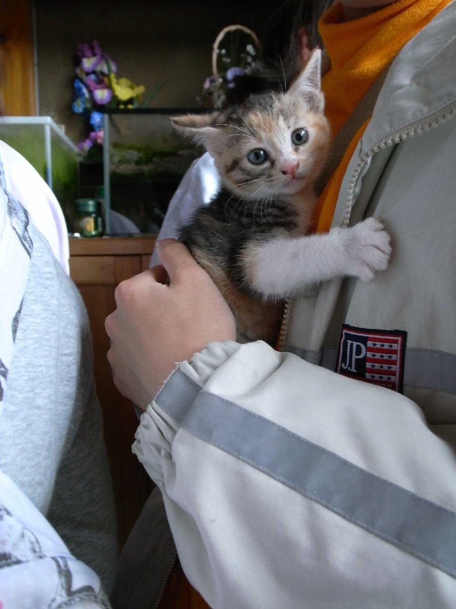 【フェリシモ猫部】「にゃんそうこう」の発売10周年記念で特大タオルプレゼント(10/12まで)