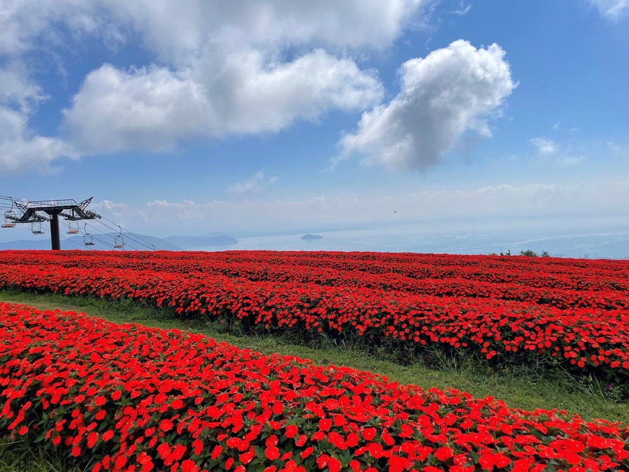 秋のびわこ箱館山コキア見頃「高島ええもん！まんぷく祭り（10/27）」1400人の方に地元特産品無料！