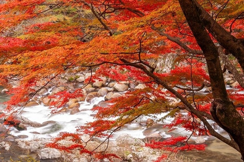 紅葉について大調査！　気候変動で紅葉の時期が変化、12月が見頃に？