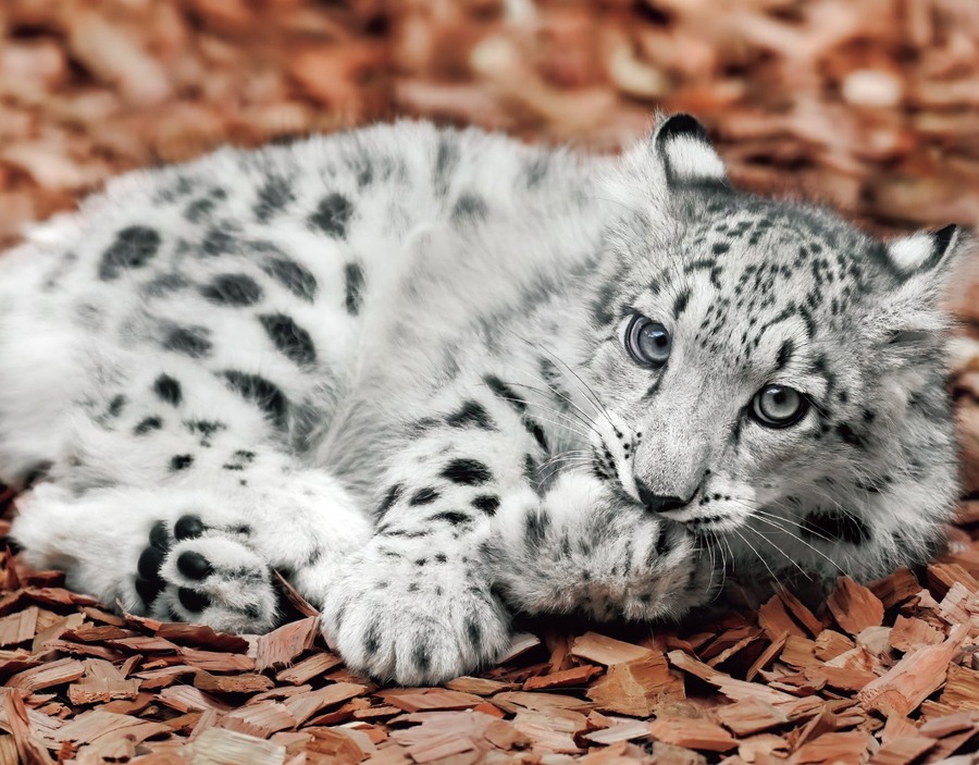 絶滅危惧種の魅力「ユキヒョウ写真集『ほぼねこ』」