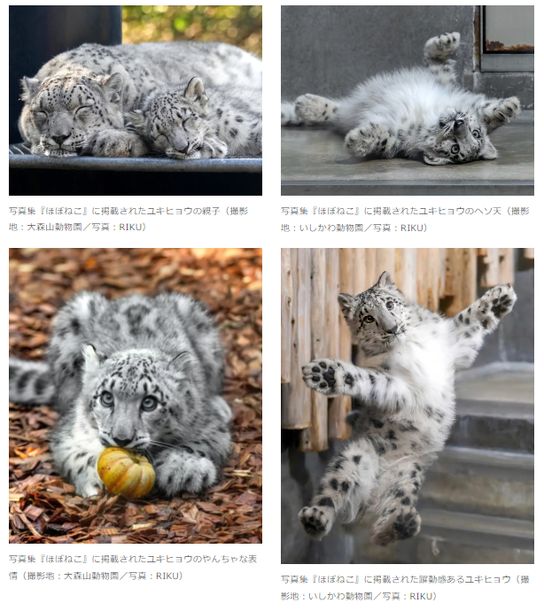 絶滅危惧種の魅力「ユキヒョウ写真集『ほぼねこ』」