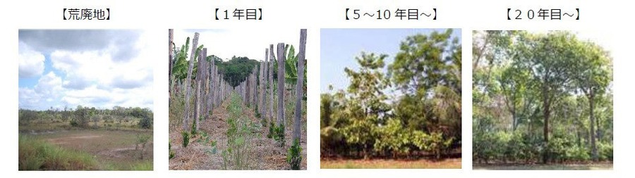 アサイーボウルが再ブーム、日経トレンディ23位