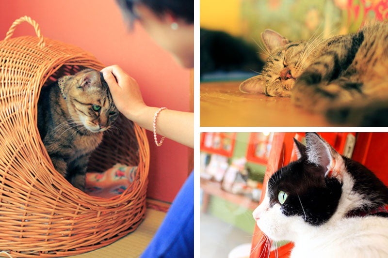 猫の殺処分ゼロへ  ふるさと納税で新プロジェクト