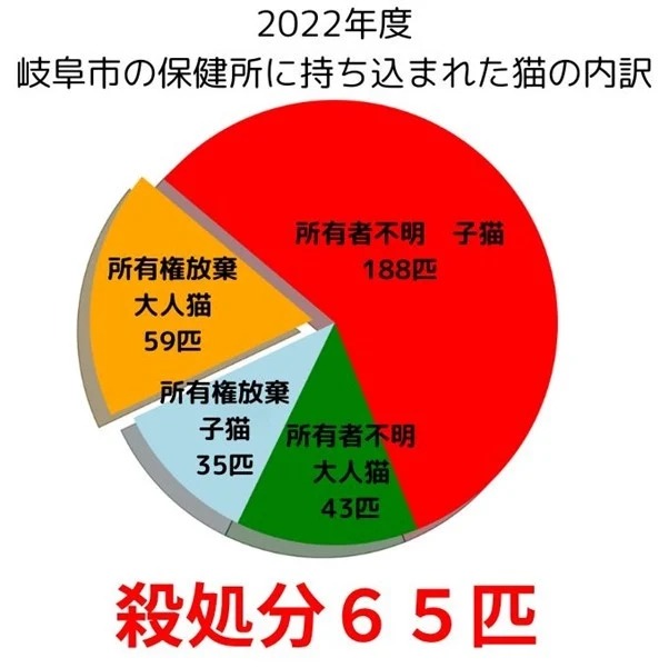 猫の殺処分ゼロへ  ふるさと納税で新プロジェクト