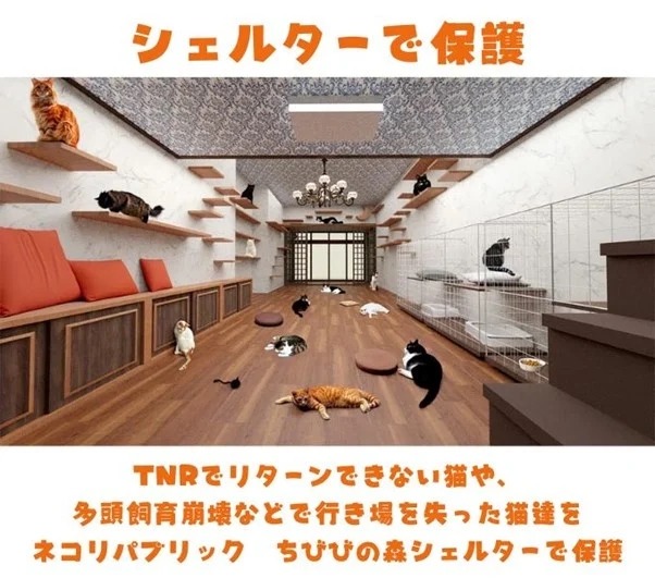 猫の殺処分ゼロへ  ふるさと納税で新プロジェクト