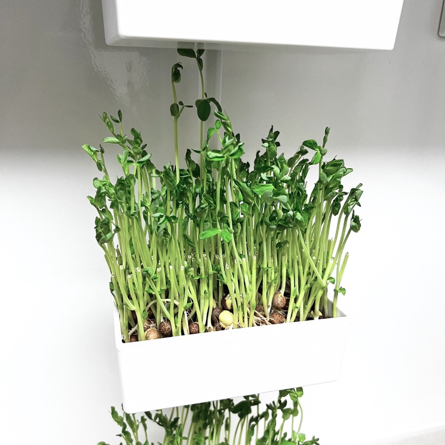 豆苗栽培に新風！「無限豆苗生活セット」登場