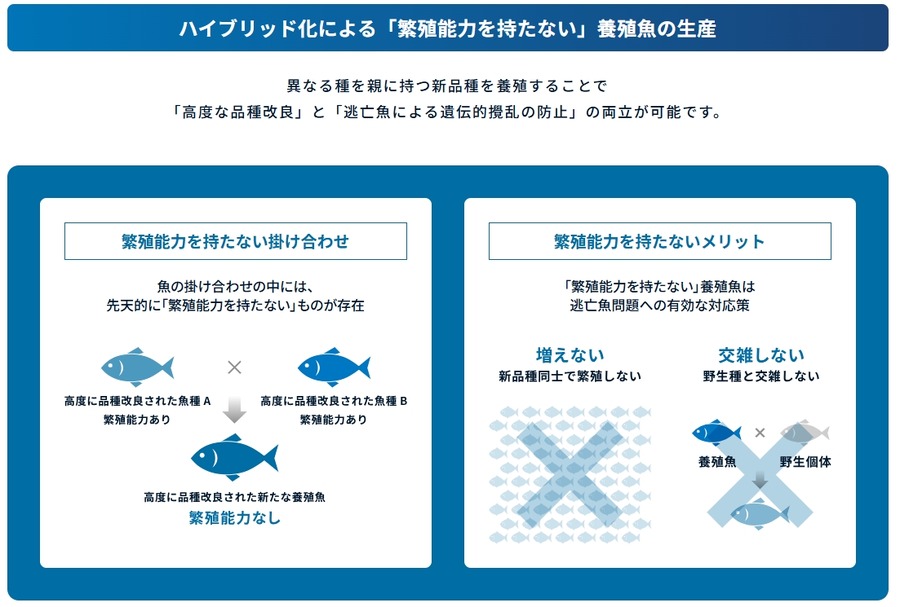 生態系を壊さない、一代限りの養殖魚「夢あじ」のテスト販売開始