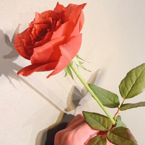 【12/8限定】銀座で特別なプロポーズを！「ROSE GALLERY」冬キャンペーン