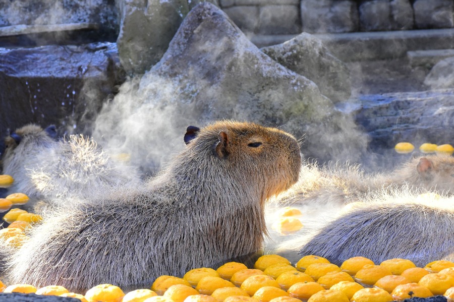 伊豆シャボテン動物公園の冬の風物詩「カピバラのゆず湯」開催(12/21-1/5)