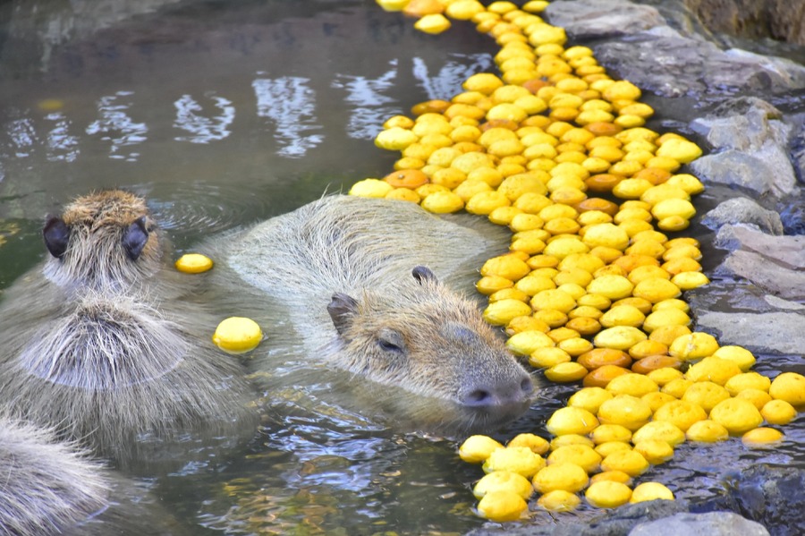 伊豆シャボテン動物公園の冬の風物詩「カピバラのゆず湯」開催(12/21-1/5)