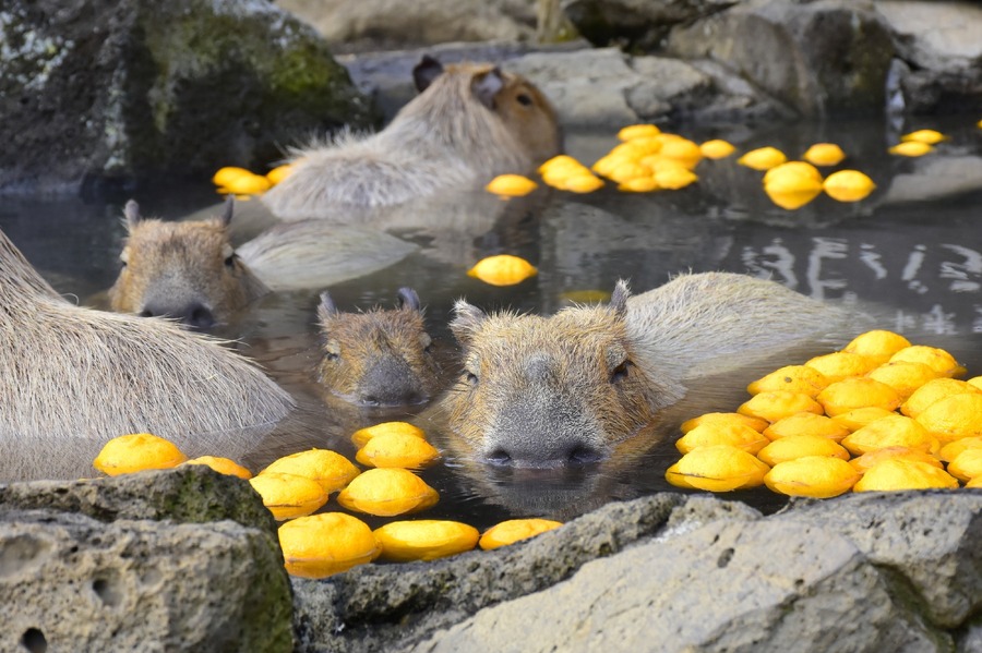 伊豆シャボテン動物公園の冬の風物詩「カピバラのゆず湯」開催(12/21-1/5)