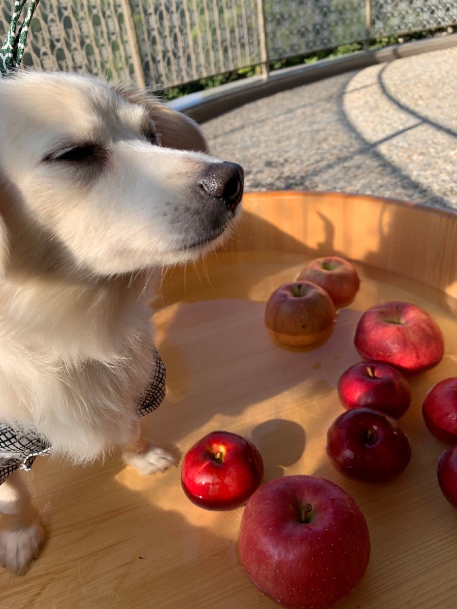 え？愛犬とりんご風呂ってなんですか！（1/11-14）2年ぶりのイベントはワンワンワンの日