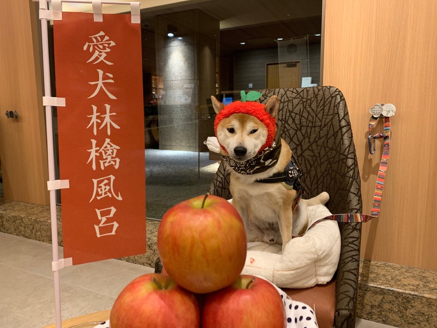 え？愛犬とりんご風呂ってなんですか！（1/11-14）2年ぶりのイベントはワンワンワンの日
