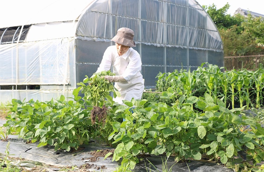 あまり知られていない農業の「確定申告」　家庭菜園でも申告する必要はあるの？