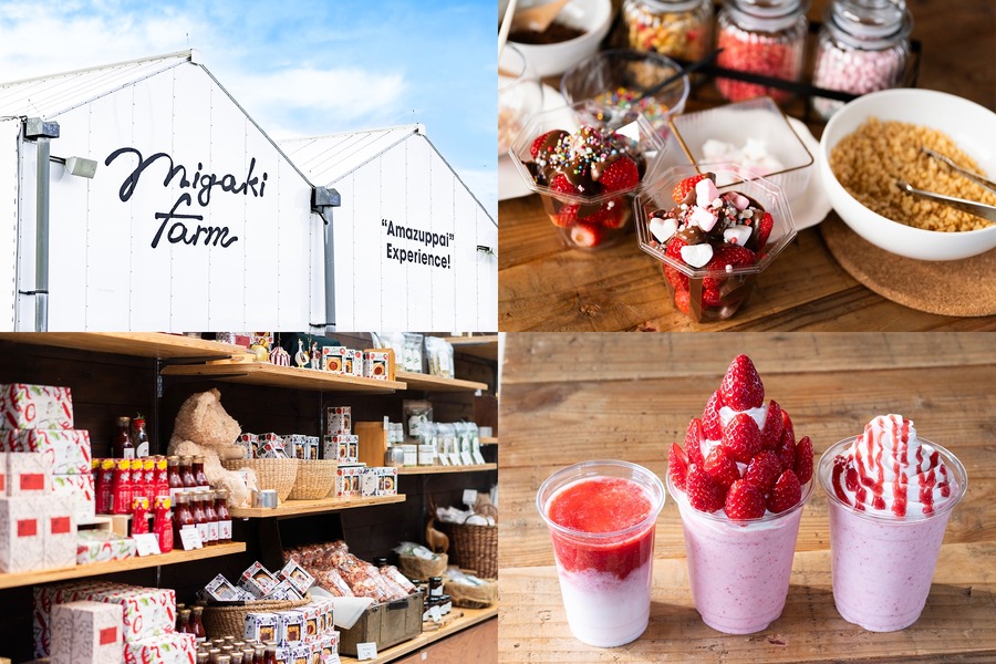 【1/2より営業】いちご狩り体験施設ICHIGO WORLDが「MIGAKI FARM」にリニューアル