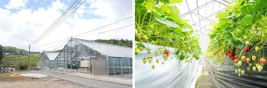 イチゴの日(1/15)に注目！ アヲハタのイチゴ商品4種セットが当たるキャンペーン