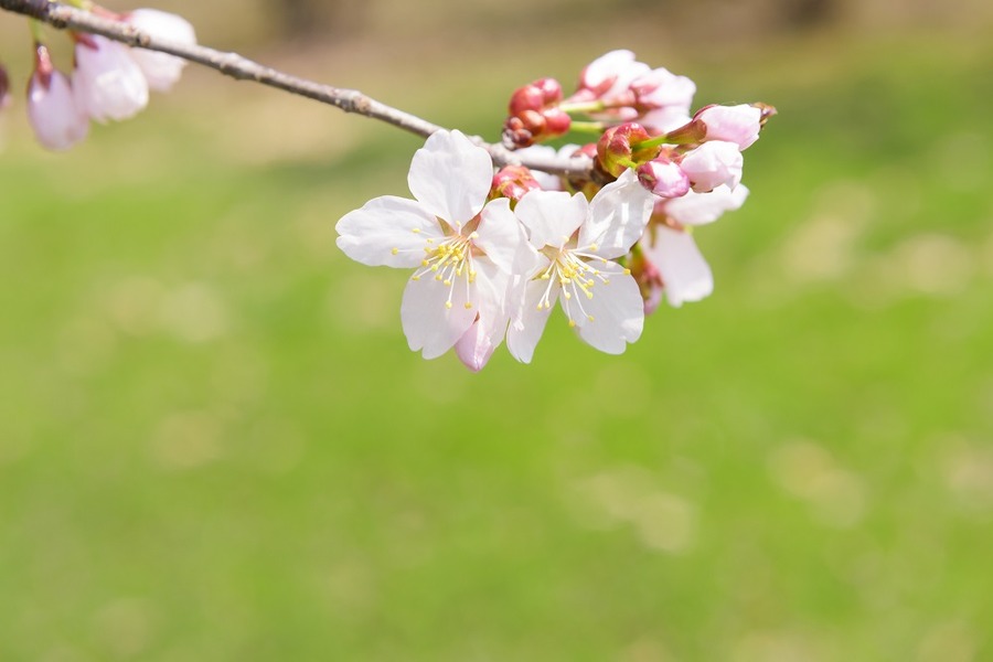 逃げ遅れなし！　3月高配当銘柄で配当をただ取りしよう。