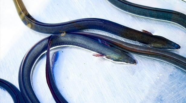 外食アワード2024受賞「鰻の成瀬」武蔵村山店オープン