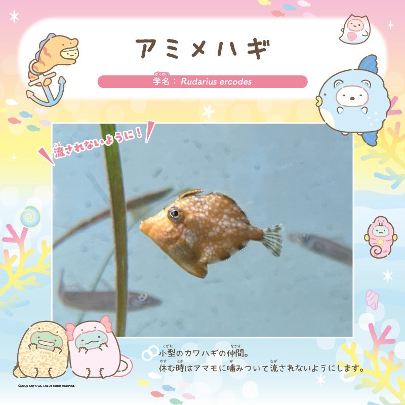仙台うみの杜水族館で「すみっコぐらし」初開催　有料スタンプラリーでキーホルダー