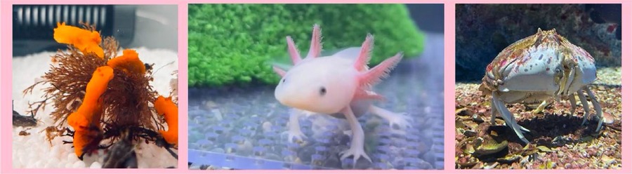 仙台うみの杜水族館で「すみっコぐらし」初開催　有料スタンプラリーでキーホルダー