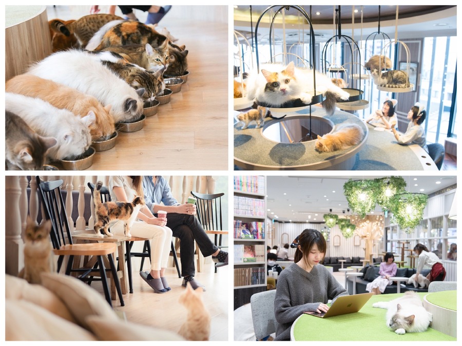 猫カフェMOCHA、10周年記念ありがとうキャンペーン開催