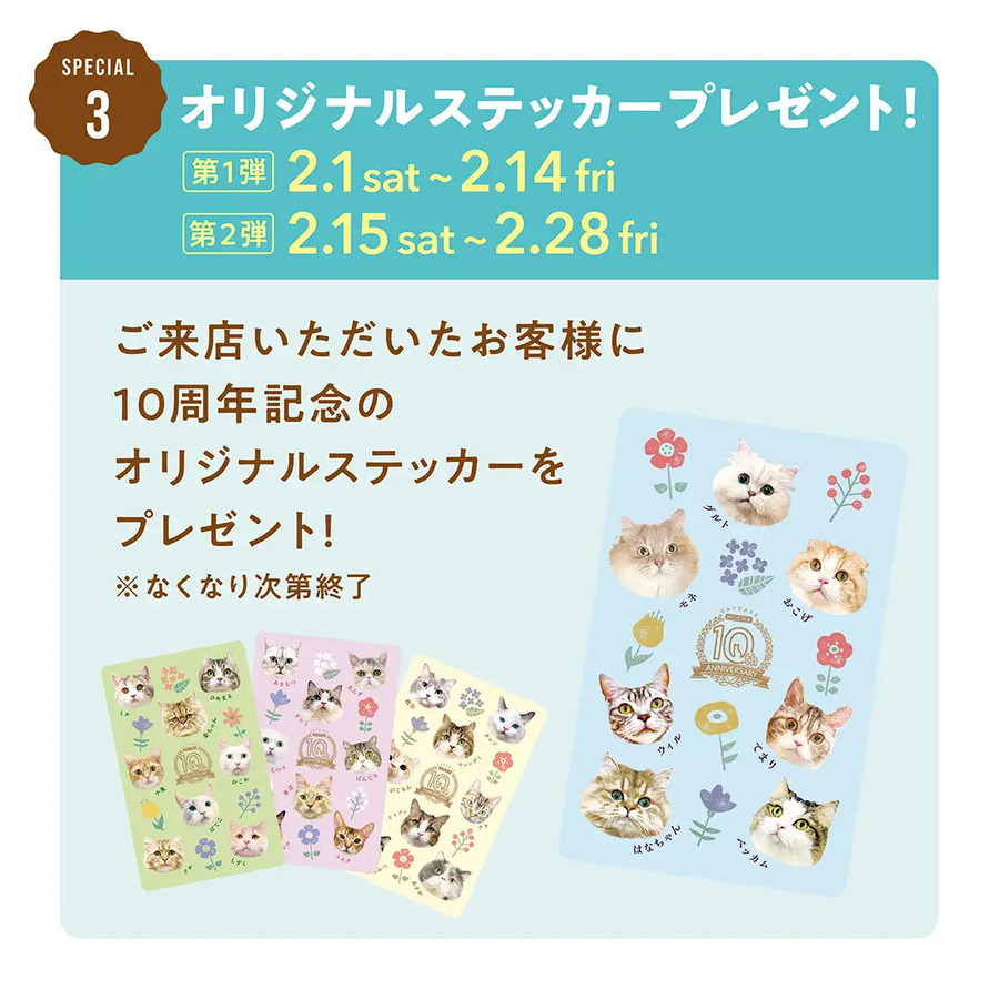 猫カフェMOCHA、10周年記念ありがとうキャンペーン開催