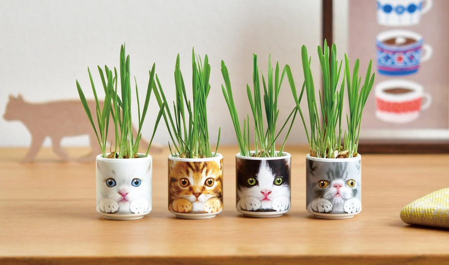 かわいい！猫モチーフでネコ草やハーブを栽培　キット5商品発売【聖新陶芸】