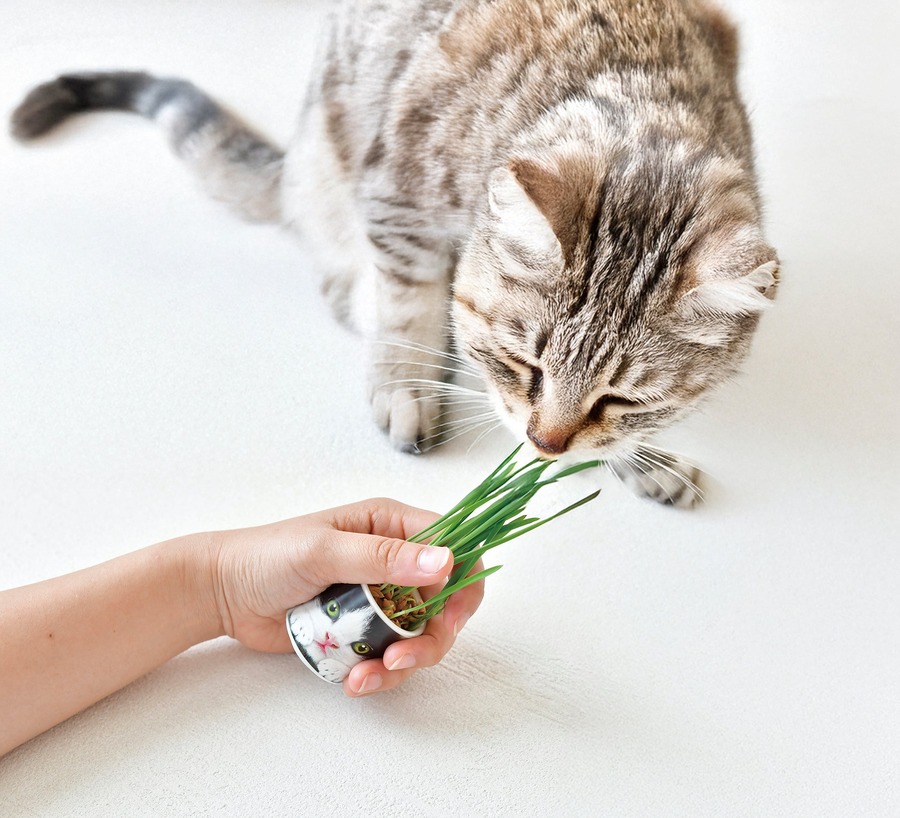 かわいい！猫モチーフでネコ草やハーブを栽培　キット5商品発売【聖新陶芸】