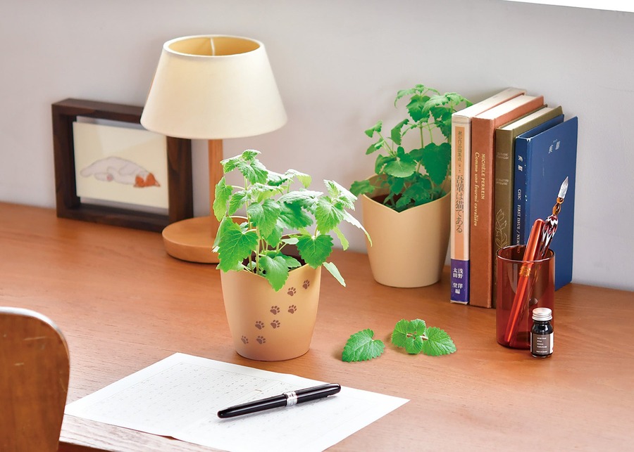 かわいい！猫モチーフでネコ草やハーブを栽培　キット5商品発売【聖新陶芸】
