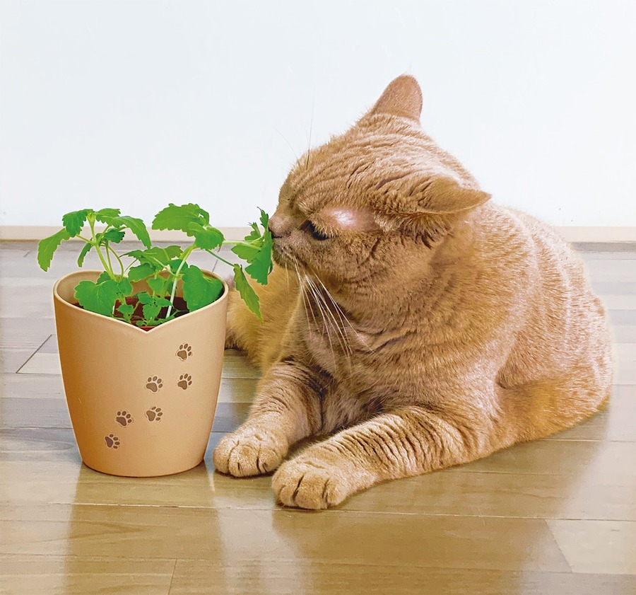 かわいい！猫モチーフでネコ草やハーブを栽培　キット5商品発売【聖新陶芸】