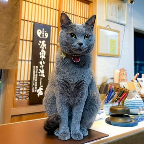 かわいい！会いに行きたい！全国の宿、自慢の看板猫ランキング発表【楽天トラベル】