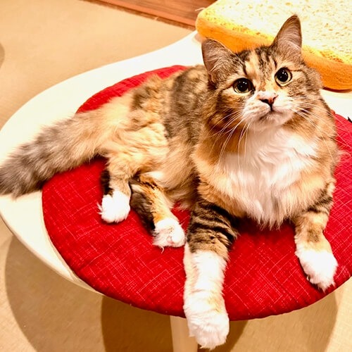 かわいい！会いに行きたい！全国の宿、自慢の看板猫ランキング発表【楽天トラベル】